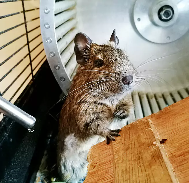 Why Homeowners & Businesses Trust Us Rosamond, CA?